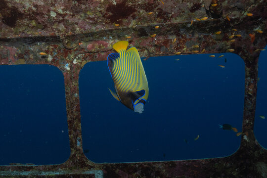 Fish swimming in the Red Sea, colorful fish, Eilat, Israel
