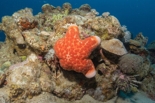 Starfish on the seabed in the Red Sea, Eilat Israel
