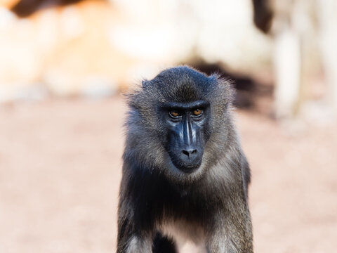 A close up portrait of a drill monkey featuring distinct facial features and dark fur, standing in a natural setting