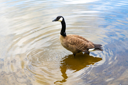 Single duck at the lake. Goose or duck bird. Fauna and nature. Goose bird in the water. Duck with beak and feather. Goose swim in water