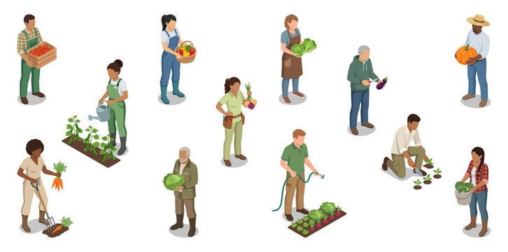 Vegetable garden workers vector set harvesting fresh organic produce and watering plants | Isometric flat illustration