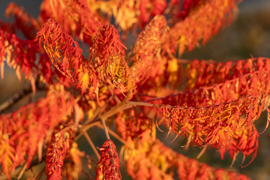 Nature fall season. Fall season forest. Autumn leaf natural foliage. Autumn nature. Orange leaves on tree. Seasonal autumnal tree. Rustling leaves. Autumn orange leaves. Orange leaves selective focus