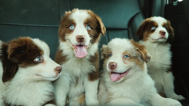 Adorable litter of border collie puppies with striking blue eyes, wagging their tails and interacting with each other in dynamic motion.