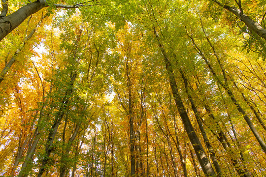 Treetop in autumn forest. Leaves yellow color. Nature fall treetop. Fall season with tree top. Yellow autumn natural leaf. Autumn nature. Forest treetop leaves. Seasonal autumnal tree