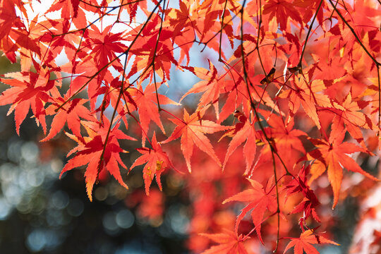Close up of bright red maple leaves glowing in sunny autumn sunlight