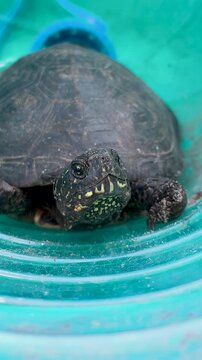 A detailed small pond turtle with yellow speckles sits inside a bright green plastic basin looking directly into the camera lens.