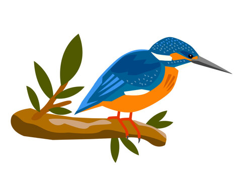 鳥のカワセミのイラスト