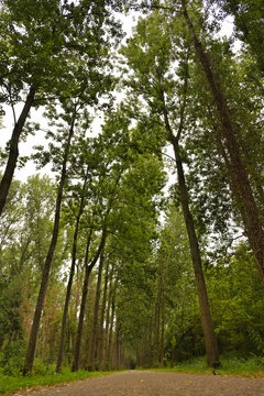 Low-angle view of tall green deciduous trees towering over a gravel path in a dense summer forest under a bright sky.