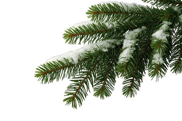 Obraz premium Long evergreen branch lightly covered with snow