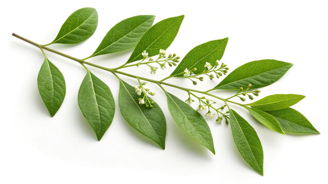 Fresh Henna Leaves Isolated on White Background