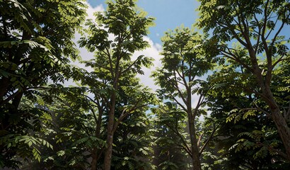 Fototapeta premium Lush Green Forest Canopy Sunlight Through Trees Nature Woodland Scene