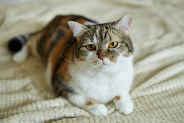 Naklejka premium Domestic calico cat with striking orange eyes lying on a textured beige blanket, showcasing its unique fur patterns and relaxed posture in a cozy indoor setting