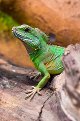 Fototapeta premium Asian water dragon (Physignathus cocincinus) resting on a wooden log in a zoo enclosure, detailed portrait of a green dragon lizard