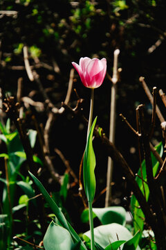 어두운 배경 속 길게 늘어선 줄기와 잎을 가진 분홍 튤립 (Pink tulip flower with long green stem and leaves against a dark background)