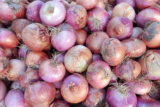 The onion, also known as the bulb onion or common onion, is a vegetable that is the most widely cultivated species of the genus Allium.
