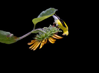 Fototapeta premium goldfinch on sunflower