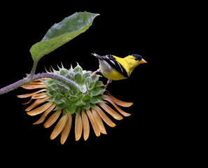Fototapeta premium goldfinch on sunflower