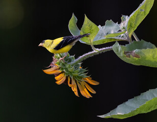 Fototapeta premium goldfinch on sunflower