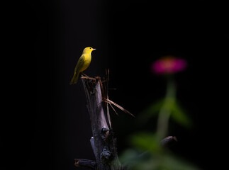 Fototapeta premium yellow warbler on perch with dark background