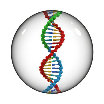 A vibrant, colorful DNA double helix structure enclosed within a perfectly transparent sphere against a clean white background