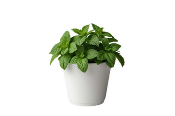 Fototapeta premium Fresh mint plant in white pot isolated on transparent background