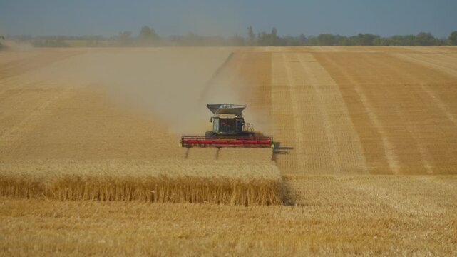 A large combine harvester machine cutting ripe wheat crops in a vast golden field, creating thick dust clouds during the intensive summer harvest season for food production