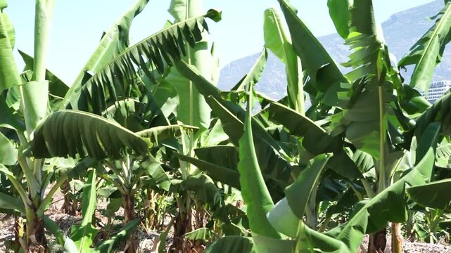 Banana plantation with green banana bunches in Mahmutlar, Alanya, Turkey