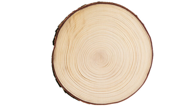 Round wooden tree log cross section isolated on transparent background for png digital design projects