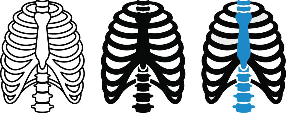 Human rib cage and sternum anatomy vector illustration set