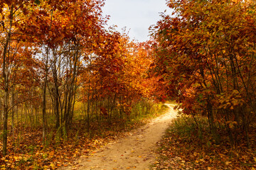 Obraz premium Spencer Gorge Conservation Area. A path between trees on a beautiful autumn day. Ontario, Canada