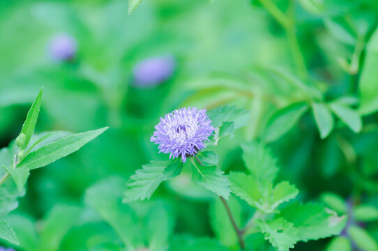 Brazil button flower or Brazillian Button or  Centratherum intermedium, Centratherum punctatum Cass or  Pineapple sangria or asteraceae or purple flower