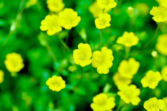 Gold Dust Mecardonia, Mecardonia Gold Dust or Mecardonia procumbens Mill Small or Plantaginaceae or yellow flower
