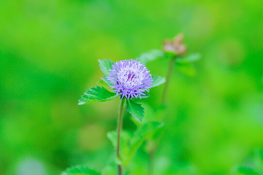 Brazil button flower or Brazillian Button or  Centratherum intermedium, Centratherum punctatum Cass or  Pineapple sangria or asteraceae or purple flower