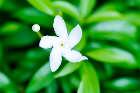Crape Jasmine, Pinwheel Jasmine or Tabernaemontana divaricata L R Br ex Roem and Schult or Tabernaemontana orientalis Blume G Don or apocynaceae