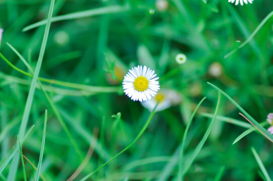 daisy, Daisy Fleabane or Erigeron annuus or Erigeron karvinskianus or Latin American fleabane or Mexican Fleabane or white flower