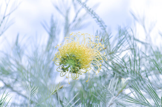 Grevillea bush lemon, Grevillea bush lemons or Grevillea bushlemon or Grevillea Sylvia or Spider flower or Banksia occidentalis or yellow flower