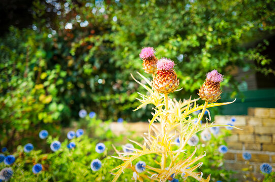 Shallow focus of a trio of wild thistles seen growing in a botanical gardens in Britain. Seen with an abundance of other flora.
