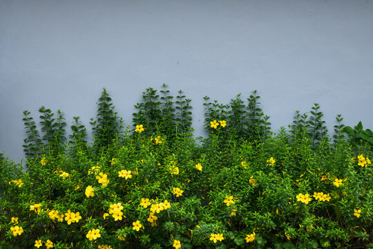 The plant with yellow flowers on the wall.