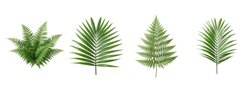 A collection of beautiful green nature and plants high quality png transparent background elements featuring various tropical palm leaves and lush ferns for creative design