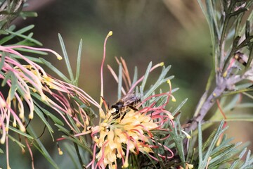 Fototapeta premium European Honey Bee (Apis mellifera) collecting nectar from Grevillea Flora Mason flower, South Australia
