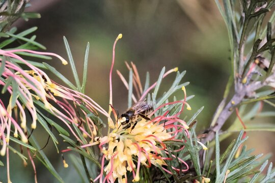European Honey Bee (Apis mellifera) collecting nectar from Grevillea Flora Mason flower, South Australia