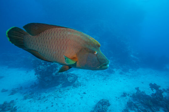 Close up of a large humphead wrasse napoleon wrasse swimming underwater in blue ocean