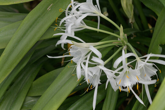 white flowers and green leaves (perhaps Hymenocallis / Ismene)