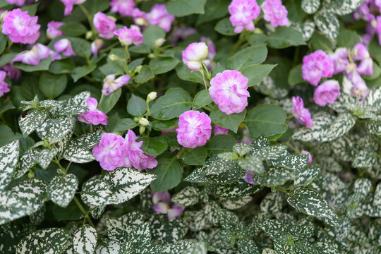 Hypoestes phyllostachya or polka dot plant and double pink impatiens flowers