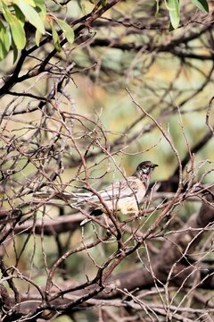 Red Wattlebird (Lichenostomus chrysops) perched in eucalypt, South Australia