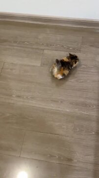 A tiny fluffy calico kitten jumping and playing on a wooden floor at home