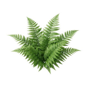 Beautiful green fern leaf foliage representing nature and plants high quality png transparent background isolated for professional graphic design projects and digital art creative compositing work