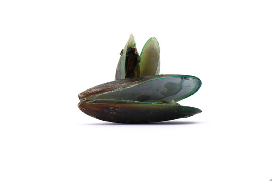 These bivalve mollusks are commonly harvested for food. . mussels on a white background