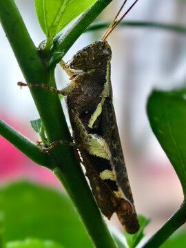 Grasshopper