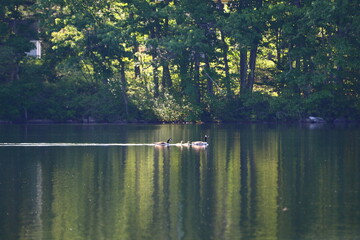 Tranquil New England lake with canadian geese family swimming and vibrant green forest trees reflecting on calm water  © Lizography